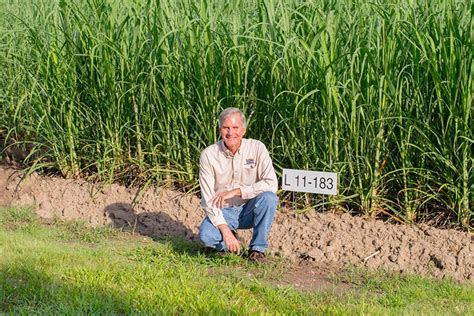 Farm to Table Sugar Beets, Sugar Cane 